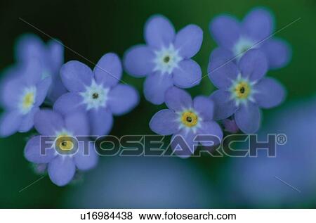 Forget-Me-Nots View Large Photo Image Stock Photo - Forget-Me-Nots. Fotosearch