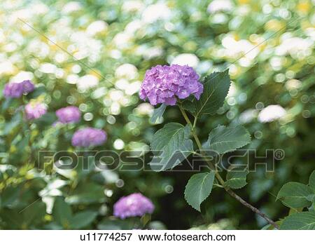 Hydrangea View Large Photo Image Stock Photo - Hydrangea. Fotosearch