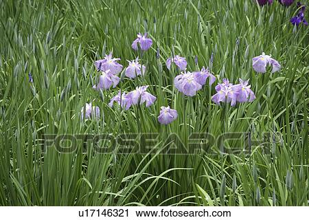 Japanese Iris View Large Photo Image Stock Image - Japanese Iris. Fotosearch