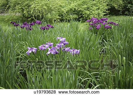 Japanese Iris View Large Photo Image Stock Photo - Japanese Iris. Fotosearch