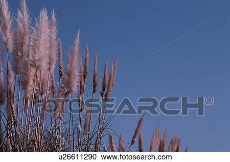 Japanese Pampas Grass View Large Photo Image Stock Image - Japanese Pampas Grass. Fotosearch