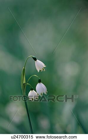Lily-Of-The-Valley View Large Photo Image Stock Photography - Lily-Of-The-Valley. Fotosearch