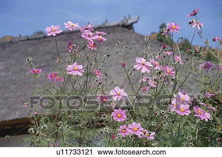 Stock Image - Pink Cosmos. Fotosearch
