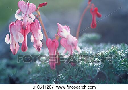 Pink Flowers After Rain View Large Photo Image Stock Photo - Pink Flowers After Rain. Fotosearch