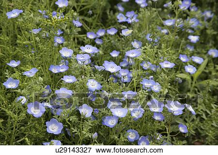 Pueple Flower View Large Photo Image Stock Photo - Pueple Flower. Fotosearch