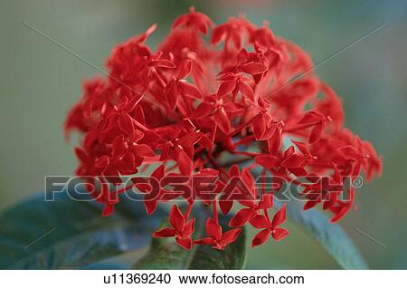 Stock Image - Red Flowers. Fotosearch