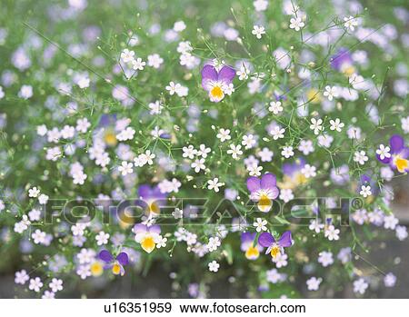 The Flower And Floret Of A Pansy View Large Photo Image Stock Photo - The Flower And Floret Of A Pansy. Fotosearch