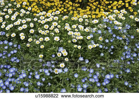 Stock Image - The Flower In Three Colors. Fotosearch