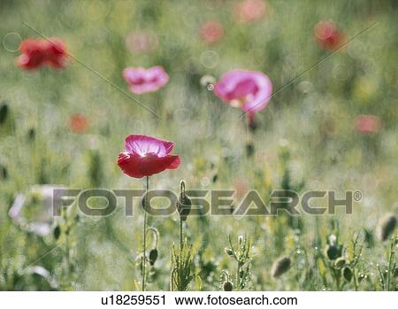 Stock Image - The Flower Of A Flanders Poppy. Fotosearch