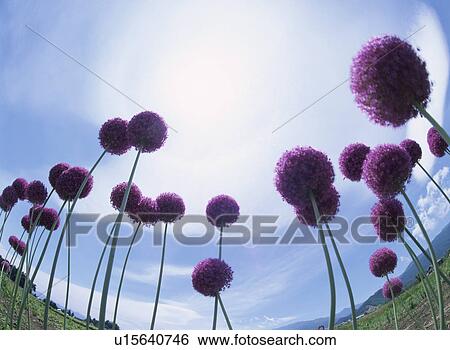 The Flower Of An Allium View Large Photo Image Stock Photograph - The Flower Of An Allium. Fotosearch