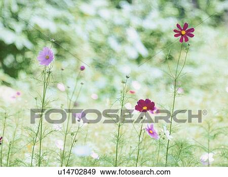 The Flower Of Cosmos View Large Photo Image Stock Photo - The Flower Of Cosmos. Fotosearch