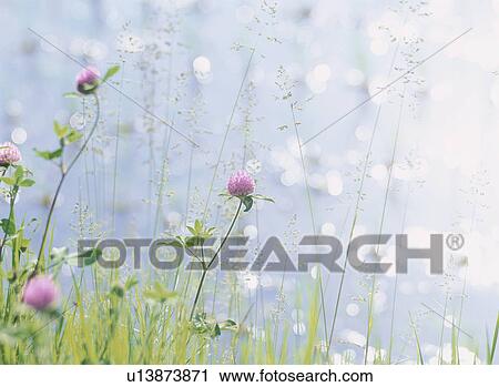 The Red Clover Of The Waterside View Large Photo Image Stock Image - The Red Clover Of The Waterside. Fotosearch