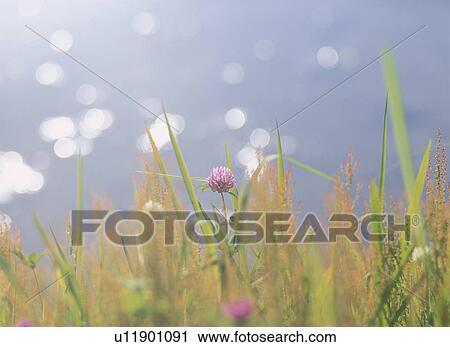 The Red Clover On The Waterside View Large Photo Image Stock Image - The Red Clover On The Waterside. Fotosearch