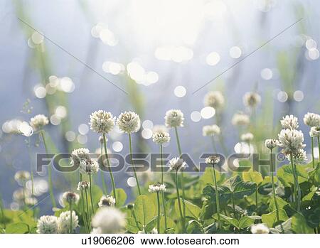 The White Clover On The Waterside View Large Photo Image Stock Photograph - The White Clover On The Waterside. Fotosearch