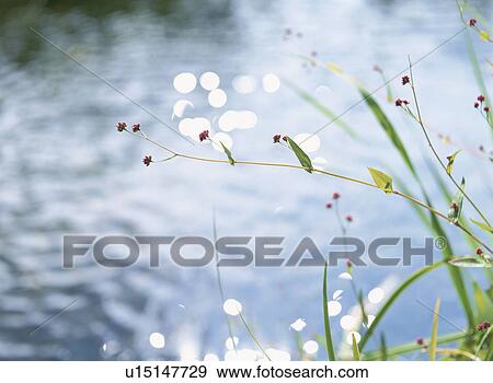 Waterside View Large Photo Image Stock Photo - Waterside. Fotosearch