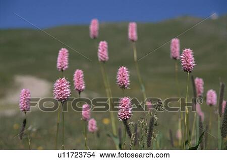 Picture - Weeds. Fotosearch