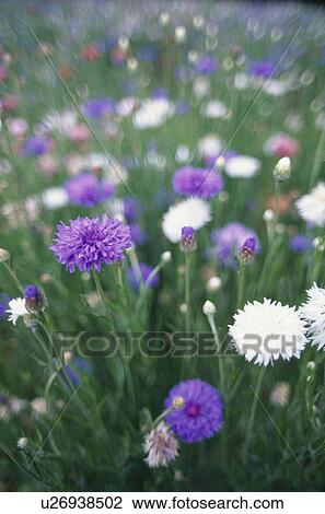 Stock Image - White And Purple Flowers. Fotosearch