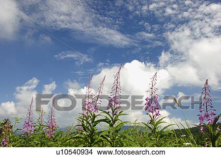 White Clouds And Orchid View Large Photo Image Picture - White Clouds And Orchid. Fotosearch