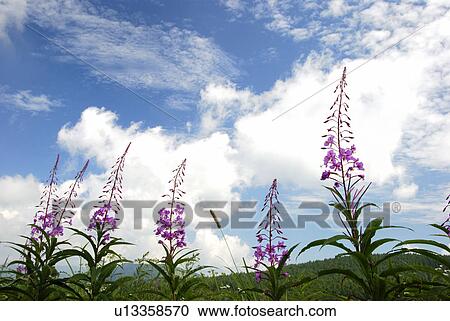 White Clouds And Orchid View Large Photo Image Stock Image - White Clouds And Orchid. Fotosearch