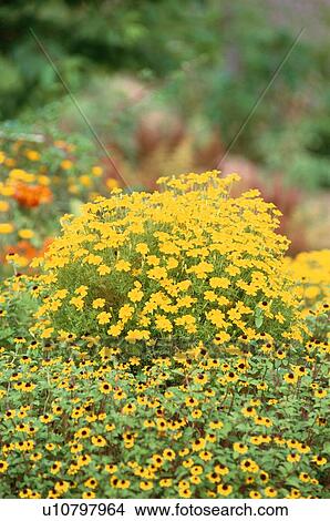 Yellow Flowers View Large Photo Image Picture - Yellow Flowers. Fotosearch