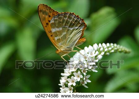 Stock Photograph - A Butterfly And A Flower. Fotosearch