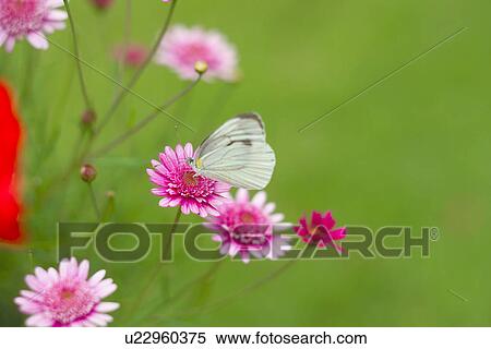 A Butterfly And A Flower View Large Photo Image Stock Photography - A Butterfly And A Flower. Fotosearch