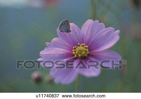 Stock Photo - A Butterfly Rest On A Flower. Fotosearch