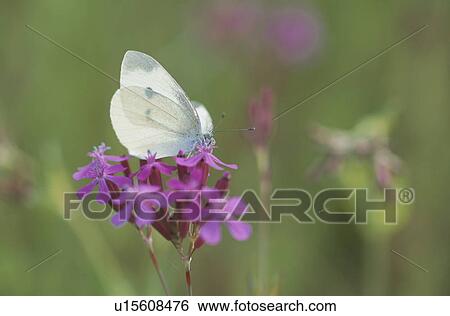 Stock Photograph - A Butterfly Rest On Cosmos. Fotosearch