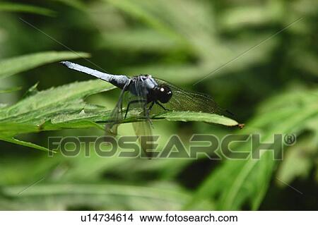 Picture - A Dragonfly And Grass. Fotosearch