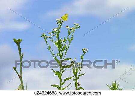 A Flower And A Butterfly View Large Photo Image Stock Photo - A Flower And A Butterfly. Fotosearch