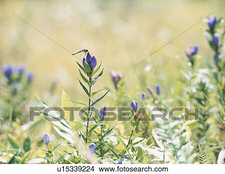 Picture - A Gentian And A Dragonfly. Fotosearch