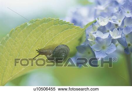 Stock Photography - A Hydrangea And A Land Snail. Fotosearch