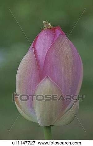 A Lotus And A Tree Toad View Large Photo Image Stock Photo - A Lotus And A Tree Toad. Fotosearch