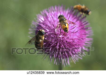 A Pink Flower And A Bee View Large Photo Image Stock Photo - A Pink Flower And A Bee. Fotosearch