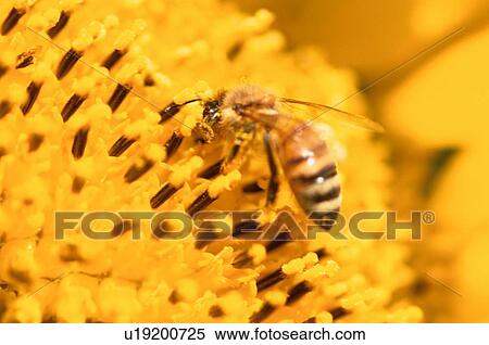 Stock Photography - Bee On Sunflower Stamen. Fotosearch