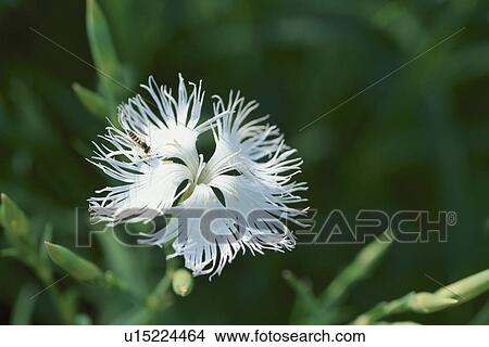 Picture - Bee On White Flower. Fotosearch