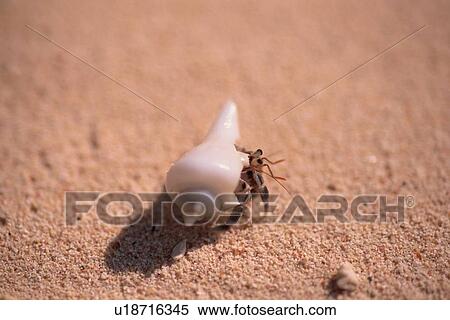 Bug On Seashell View Large Photo Image Stock Photography - Bug On Seashell. Fotosearch