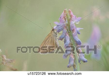Butterfly On Flower View Large Photo Image Stock Photograph - Butterfly On Flower. Fotosearch