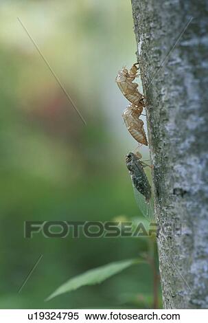 Cicada View Large Photo Image Stock Photography - Cicada. Fotosearch