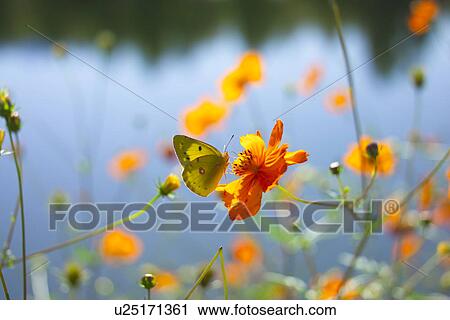 Cosmos And A Butterfly View Large Photo Image Stock Image - Cosmos And A Butterfly. Fotosearch