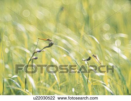 Dragonflies View Large Photo Image Stock Image - Dragonflies. Fotosearch