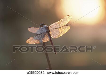 Stock Image - Dragonfly And The Morning Sun. Fotosearch