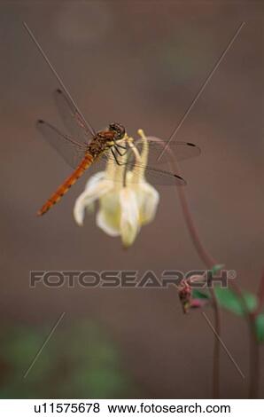 Stock Photo - Dragonfly On Flower. Fotosearch