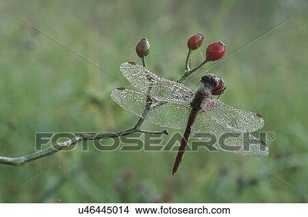 Picture - Dragonfly. Fotosearch