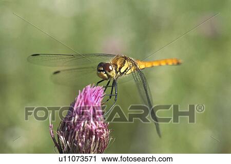 Dragonfly View Large Photo Image Stock Image - Dragonfly. Fotosearch