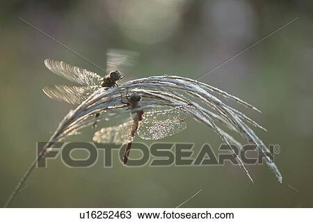 Stock Image - Dragonfly. Fotosearch