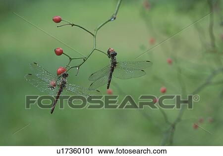 Dragonfly View Large Photo Image Stock Image - Dragonfly. Fotosearch