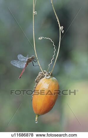 Stock Photo - Dragonfly. Fotosearch