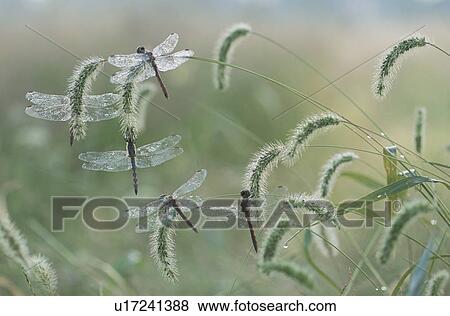 Dragonfly View Large Photo Image Stock Photo - Dragonfly. Fotosearch