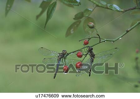 Stock Photo - Dragonfly. Fotosearch